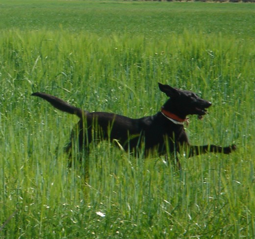 Su mejor pasatiempo CORRER por el campo.